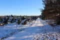 A long dirt road under a cold blue sky covered with snow at a Christmas tree farm