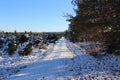 A long dirt road under a cold blue sky covered with snow at a traditional Christmas tree farm in Nova Scotia.