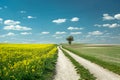 A long dirt road by yellow rapeseed, lonely tree and white clouds on blue sky Royalty Free Stock Photo