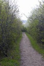 Long dirt track through springtime quickthorn shrubs for life concept