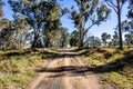 Long dirt trail through a forest near Emmaville, New South Wales, Australia