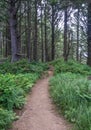 Long Walking Trail in Woods