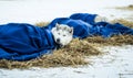 Long distance siberian sled dogs resting in blankets during the race Royalty Free Stock Photo