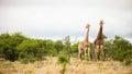 African Giraffe during a mating in a South African wildlife reserve Royalty Free Stock Photo