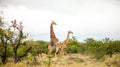 African Giraffe during a mating in a South African wildlife reserve Royalty Free Stock Photo