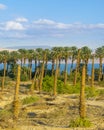 Dead Sea Landscape, Israel Royalty Free Stock Photo