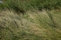 Long dried grass in Danube Delta, Romania. Texture image