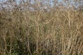 Long dried grass in Danube Delta, Romania. Texture image, background