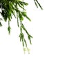 Long drooping branches of weeping willow tree on white background Royalty Free Stock Photo