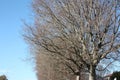 Long, dry branches of a tall bare tree against a blue sky. Royalty Free Stock Photo