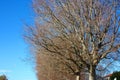 Long, dry branches of a tall bare tree against a blue sky. Royalty Free Stock Photo