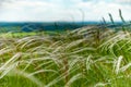 Green summer field with high spike grass Royalty Free Stock Photo
