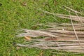 Plant material isolated on a green patch