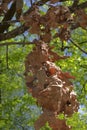 Long dry oak branch, hanging, against green foliage Royalty Free Stock Photo