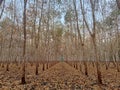 Long dry season under deciduous trees