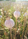 Long dry stalk of poppy seed in back light Royalty Free Stock Photo