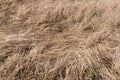 Texture of yellow dry grass in a dried swamp Royalty Free Stock Photo