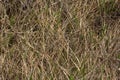 Long, dry, yellow grass dried in a parched swamp to form a beautiful natural texture Royalty Free Stock Photo