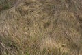 Long, dry, yellow grass dried in a parched swamp to form a beautiful natural texture Royalty Free Stock Photo
