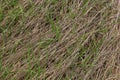 Long, dry, yellow grass dried in a parched swamp to form a beautiful natural texture Royalty Free Stock Photo