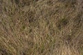 Long, dry, yellow grass dried in a parched swamp to form a beautiful natural texture Royalty Free Stock Photo