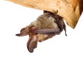 Long-eared bat maditation Royalty Free Stock Photo