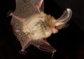 Long-eared bat Plecotus auritus