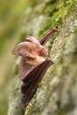 Long eared bat Plecotus auritus