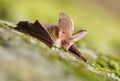 Long eared bat Plecotus auritus