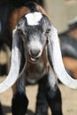 Long Eared Goat