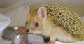 A long-eared hedgehog is being treated in a veterinary clinic. A cute little hedgehog looks curiously at the camera in a