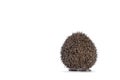 Long Eared Hedgehog on white background