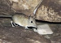 Long-eared jumper between stones in the evening twilight Royalty Free Stock Photo