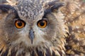 Long-eared Owl Royalty Free Stock Photo