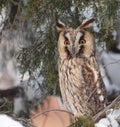 Long-eared Owl