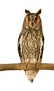 Long-eared Owl Royalty Free Stock Photo