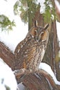 Long-eared owl Royalty Free Stock Photo