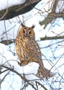 Long-eared owl