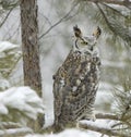 Long eared owl Royalty Free Stock Photo