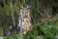 The long-eared owl, also known as the northern long-eared owl Royalty Free Stock Photo