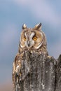 The long-eared owl, also known as the northern long-eared owl Royalty Free Stock Photo