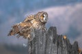 The long-eared owl, also known as the northern long-eared owl Royalty Free Stock Photo