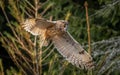 The long-eared owl, also known as the northern long-eared owl Royalty Free Stock Photo