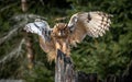 The long-eared owl, also known as the northern long-eared owl Royalty Free Stock Photo