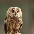 Long-eared Owl (Asio otus) Royalty Free Stock Photo