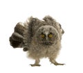 Long-eared Owl - Asio otus (7 weeks) Royalty Free Stock Photo