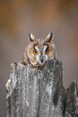 The long-eared owl, also known as the northern long-eared owl