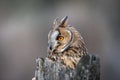 The long-eared owl, also known as the northern long-eared owl Royalty Free Stock Photo