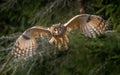 The long-eared owl, also known as the northern long-eared owl Royalty Free Stock Photo