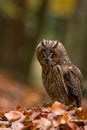 Long-eared owl (Asio otus), is a species of owl which breeds in Europe, Asia, and North America